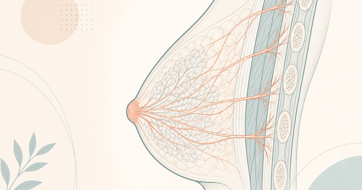 Ilustração conceitual sobre sensibilidade e recuperação dos nervos após mamoplastia